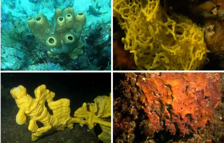 Imágen recopilatorio con 4 especies de esponjas marinas